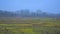 Misty wetlands and forest in the blue hour in the flemish countryside