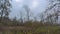 Misty wetlands and forest in the flemish countryside