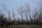 Misty wetlands and forest in the flemish countryside