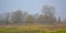 Misty wetlands and forest in the flemish countryside