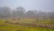 Misty wetlands and forest in the flemish countryside