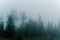 Misty white haze hides the overhanging trees of the Northern forest