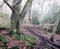 Misty winter forest trail in winter beech woodland with ferns and fallen leaves