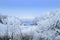 Misty winter landscape with trees, field and frozen plants