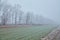 Misty Winter Wheat Field