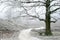 Misty wintry landscape and oak tree