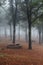 Misty woodland with park benches