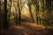 misty woodland path through the woods, callington, cornwall, uk