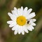 Misumena vatia crab spider with fly on daisy