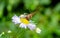 Misumena vatia, flower spider on a Erigeron flower Subcarpathian region, Poland