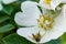 Misumena vatia or white flower crab spider Thomisidae female sits on white dog rose. Spider killed a bee and it lies on the pet