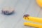 Mite crawling on a yellow tweezers for removing ticks