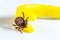 Mite crawls on yellow tweezers to remove ticks on a white background