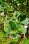 Mite galls on alder leaves