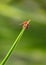 Mite on grass blade