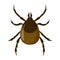 Mite insect. Encephalitis parasite, brown bug. Dangerous for human creature.