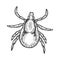 Mite insect engraving vector illustration