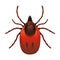 Mite isolated illustration