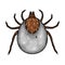 Mite parasites. Tick parasite. Acarus. Acarid vector illustration isolated on white background.