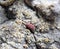 mite. A red velvet mite creeps along the soil.