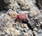 mite. A red velvet mite creeps along the soil.