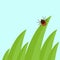 Mite in the tall green grass flat vector illustration, mite hiding in the grass, tick-borne mite color icon, danger tick bug in