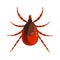 Mite or tick dangerous parasite. Colorful cartoon character