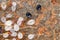 Mites, small arachnids (Acaridae, Oribatid moss mite, Oribatida) on the rotting fruit