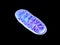 Mitochondria, cellular organelles, produce energy, Cell energy and Cellular respiration, DNA, 3D rendering