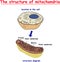 Mitochondria structure. Structure and components of a typical mitochondrion.