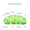 Mitochondrion anatomy. Structure, components and organelles