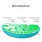 Mitochondrion anatomy. Structure, components and organelles.