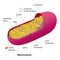 Mitochondrion scheme