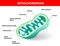 Mitochondrion vector illustration