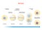 Mitosis. cell division stages