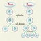 Mitosis and meiosis