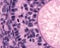 Mitosis. Ovarian follicle