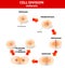 Mitosis. process cell division