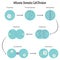 Mitosis: Somatic Cell Division science vector diagram