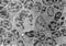 Mitosis. TEM micrograph