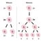 Mitosis versus meiosis