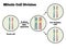 Mitotic Cell Division