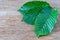 Mitragyna speciosa Korth Kratom is drug from plant