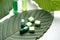 Mitragyna speciosa korth kratom drug plant with pills in labor