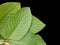 Mitragynine, Mitragyna speciosa, Kratom green leaves  on black background