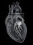 The mitral valve