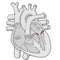 Mitral valve - Heart - Human body - Education