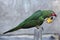 Mitred parakeet (Psittacara mitrata).