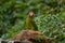 Mitred parakeet, Psittacara mitratus, red green parrot sitting on the tree trunk in the nature habitat. Bird mitred conure in the