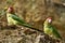 Mitred Parakeet on a rock